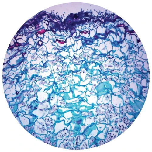 Zamia Stem, cross section, Microscope Slide