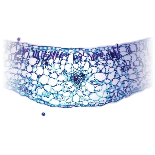 Geranium Leaf (Pelargonium), cross section, Microscope Slide