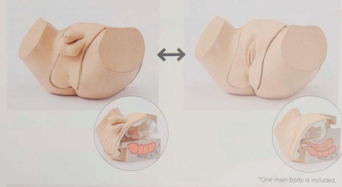 KOKEN Catheterisation and Enema Simulator (Male & Female)