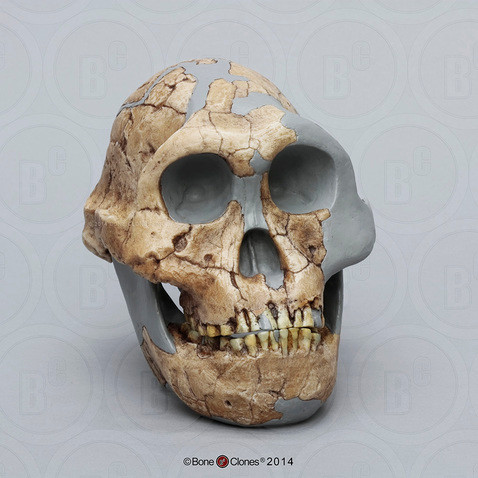 Paranthropus robustus Skull DNH 7