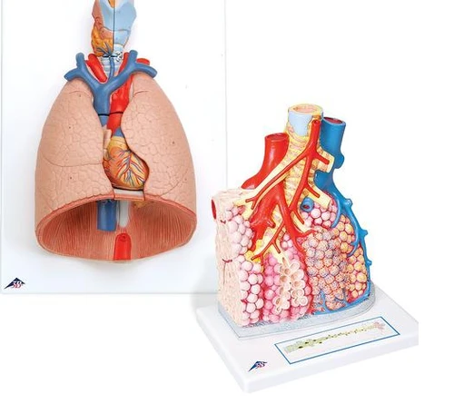  Anatomy Set Lung
