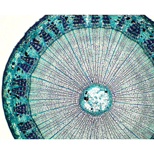 Basswood (Tilia) One-Year Stem, c.s., 12 µm Microscope Slide