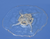Jellyfish (Aurelia), 5-6cm, Preserved