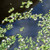 Duckweed, live