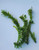 Elodea (Anacharis), live Victoria and Queensland only