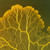 Physarum slime mould, live