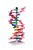 Molymod - DNA Model Kit, 12 Layer, Advanced