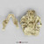 Australopithecus robustus, SK-48, with jaw