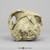 Australopithecus robustus, SK-48, with jaw