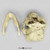 Australopithecus robustus, SK-48, with jaw