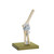 Somso Elbow Joint, Anatomical Model