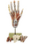 Somso  Anatomical  Muscles of the Hand with Base of Fore-Arm