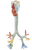Somso Larynx with Trachea, Anatomical Model