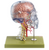 Somso Neuroanatomy Head Model