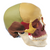 Somso 14-Part Coloured Model of the Human Skull