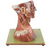 Somso Head and Neck, Anatomical Model