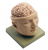Somso Base of the Head, Anatomical Model (9 parts)