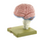 Somso Model of Brain in 15 Parts