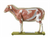Somso Sheep, Anatomical Model