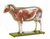 Somso Sheep, Anatomical Model