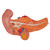 3B Scientific Stomach, 3 part, Anatomical Model