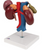 3B Scientific Kidneys with Rear Organs of the Upper Abdomen - 3 Part, Anatomical Model