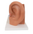 3B Scientific Ear Model, 3 times life size, 4 part