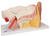 3B Scientific Ear Model, 3 times life size, 6 part