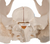 3B Scientific Female Pelvis, 3 part, Anatomical Model