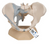 3B Scientific Female Pelvis with Ligaments, 3 part, Anatomical Model