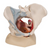 3B Scientific Female Pelvis with Ligaments Muscles and Organs, Anatomical Model