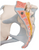 3B Scientific Female Pelvis with Ligaments Muscles and Organs, Anatomical Model