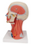 3B Scientific Head and Neck Musculature, 5 part, Anatomical Model