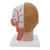 3B Scientific Head with Neck, 4 part, Anatomical Model