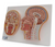 3B Scientific Median and Frontal Section of the Head