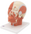 3B Scientific Head Musculature, Anatomical Model