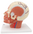 3B Scientific Head Musculature additionally with Blood Vessels, Anatomical Model