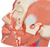 3B Scientific Head Musculature additionally with Blood Vessels, Anatomical Model