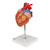 3B Scientific Heart, 2-times life size, 4 part, Anatomical Model