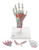 3B Scientific Hand Skeleton Model with Ligaments and Muscles