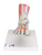 3B Scientific Foot Skeleton Model with Ligaments and Muscles