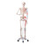 3B Scientific Skeleton Model with Painted Muscle Origins and Inserts - Max