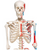 3B Scientific Skeleton Model with Painted Muscle Origins and Inserts - Max