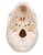 3B Scientific Classic Human Skull Model, 3 part