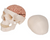 3B Scientific Classic Human Skull Model with 8 part Brain