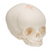 3B Scientific Foetal Skull Model, natural cast, 30th week of pregnancy