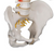 3B Scientific Classic Flexible Spine Model