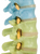 3B Scientific Didactic Flexible Spine Model