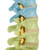 3B Scientific Didactic Flexible Spine Model with Femur Heads