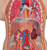 3B Scientific Classic Unisex Torso, 12-part, Anatomical Model